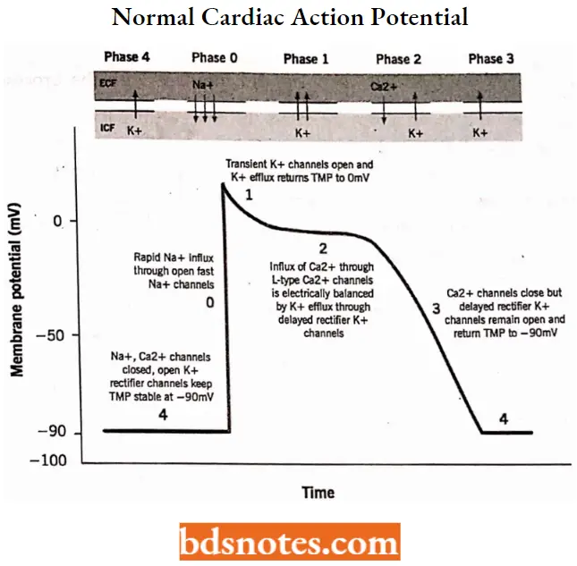 Anti-Arrhythmic Agents Normal Cardiac Action Potential
