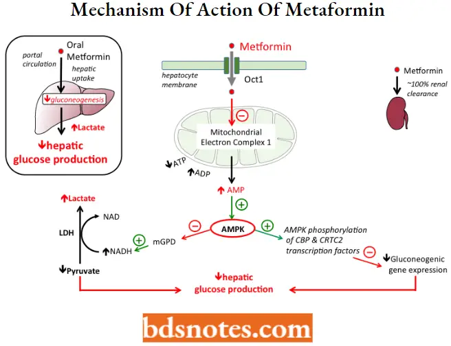 Antidiabetic Agents Mechanism Of Action Of Metaformin