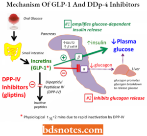 Antidiabetic Drugs Classification And Mechanism of Action - BDS Notes