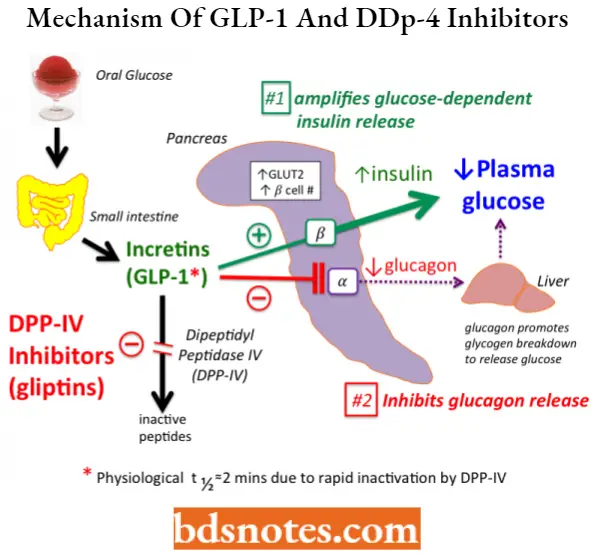 Antidiabetic Agents Mechanism Of GLP-1 And DDp-4 Inhibitors