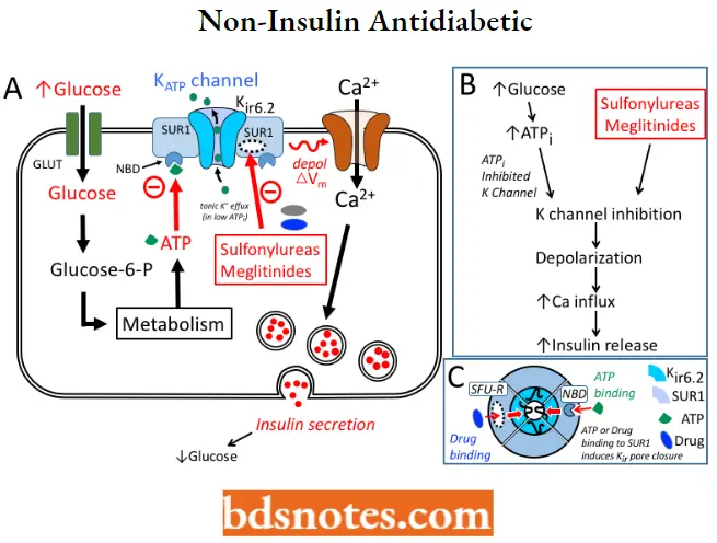 Antidiabetic Agents Non-Insulin Antidiabetic