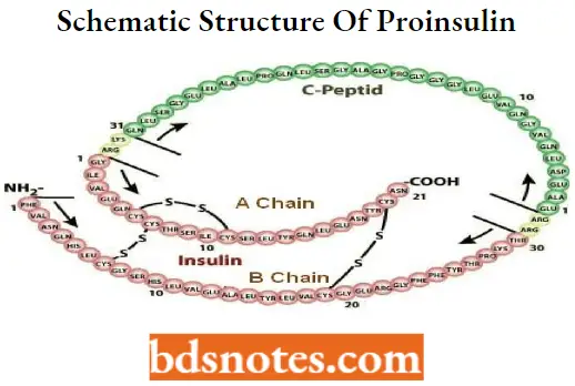 Antidiabetic Agents Schematic Structure Of Proinsulin