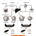 Antihyperlipidemic Agents Exogenous And Endogenous Pathways Of Lipoprotein Metabolism