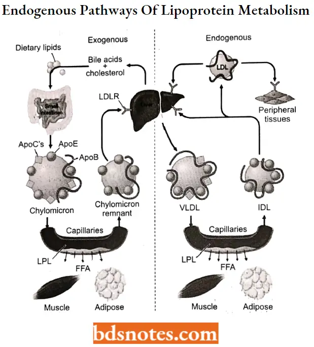 Antihyperlipidemic Agents Exogenous And Endogenous Pathways Of Lipoprotein Metabolism