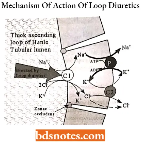 Diuretics Mechanism Of Action Of Loop Diuretics