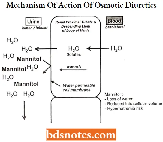 Diuretics Mechanism Of Action Of Osmotic Diuretics