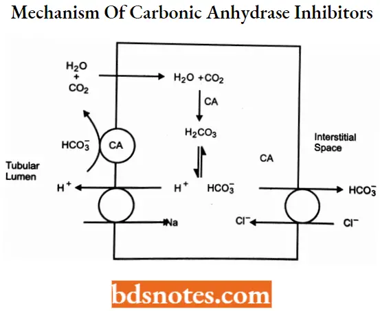 Diuretics Mechanism Of Carbonic Anhydrase Inhibitors