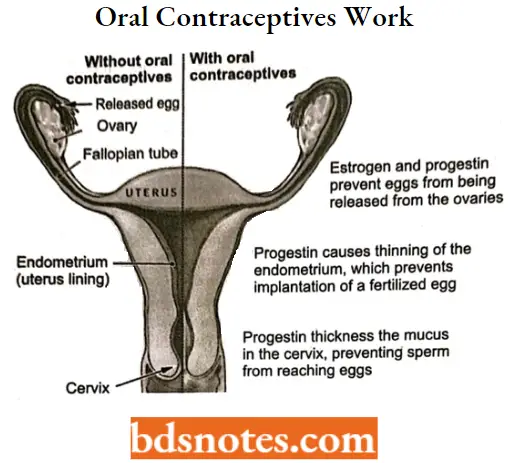 Drugs Acting On Endocrine System Oral Contraceptives Work