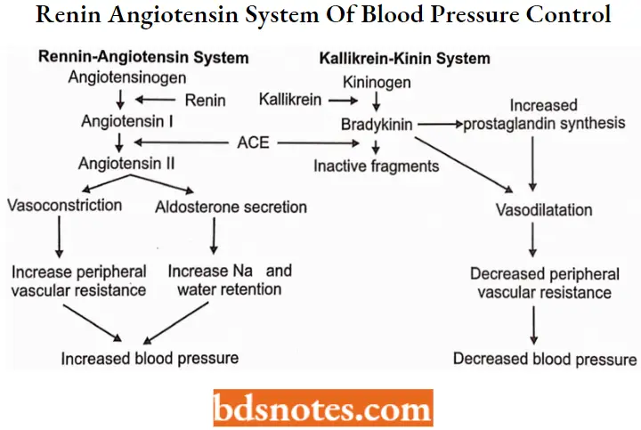 Hypertensive Agents Renin Angiotensin System Of Blood Pressure Control