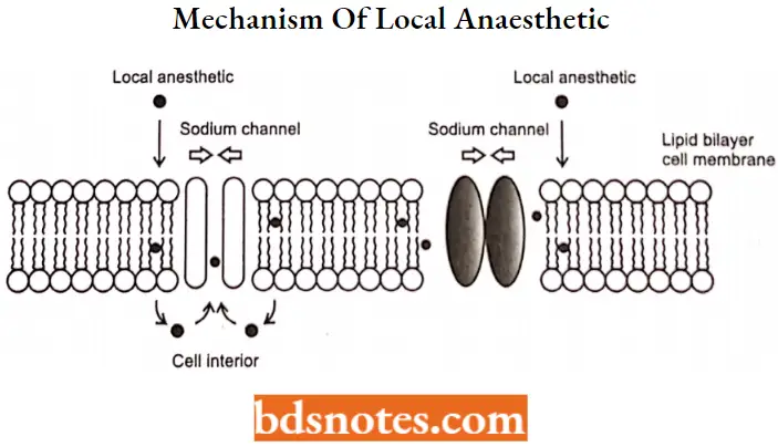 Local Anaesthetics Mechanism Of Local Anaesthetic
