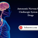 Autonomic Nervous System Cholinergic System And Drugs