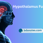 Hypothalamus Functions