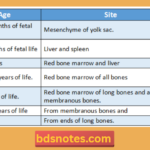 Sites Of Erythropoiesis By Age