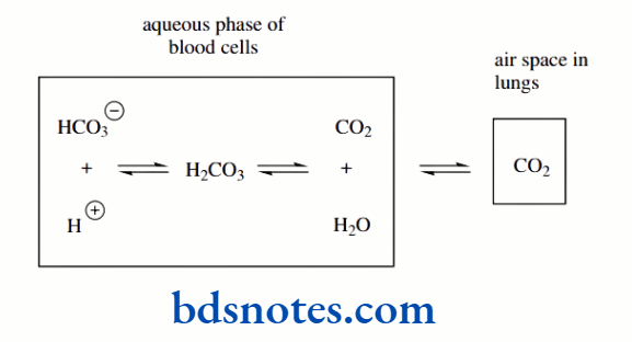 Acids And Bases Aqueous Phase Of Blood Cells