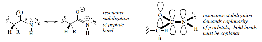 Amino Acids Peptides And Protein Peptide Bond