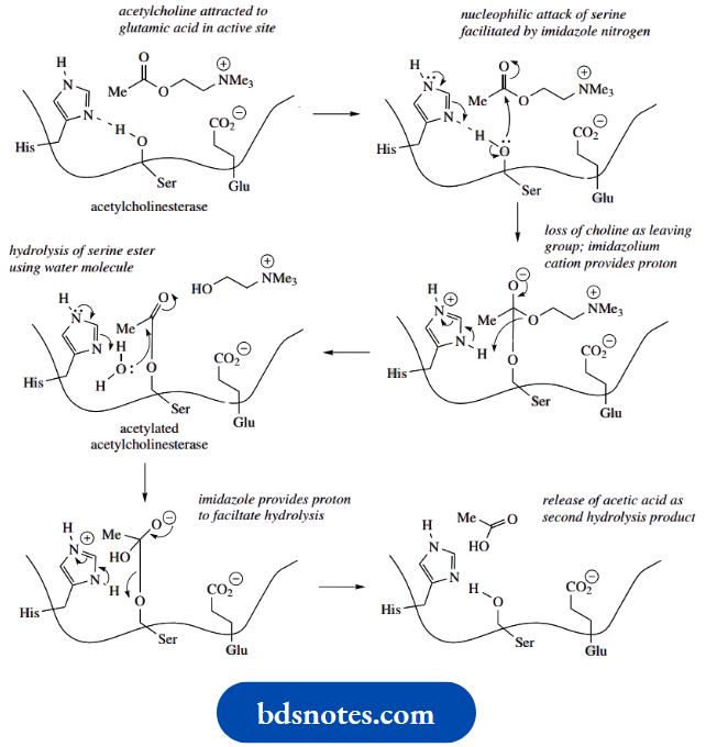 Amino Acids Peptides And Proteins Acetylcholinesterase Mechanism Of Action