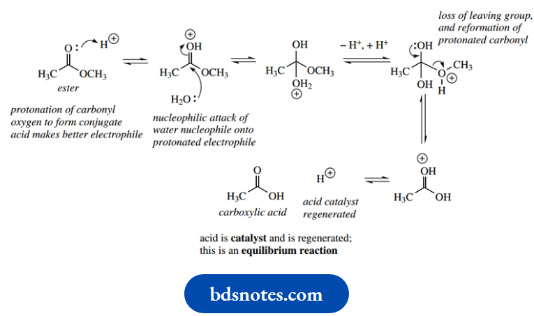 Amino Acids Peptides And Proteins Acid Catalyzed Hydrolysis Of Esters