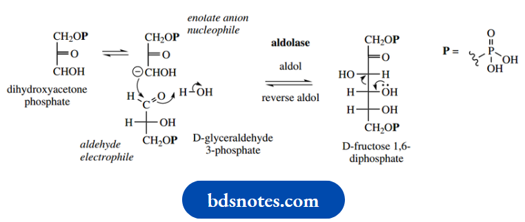 Amino Acids Peptides And Proteins Aldose