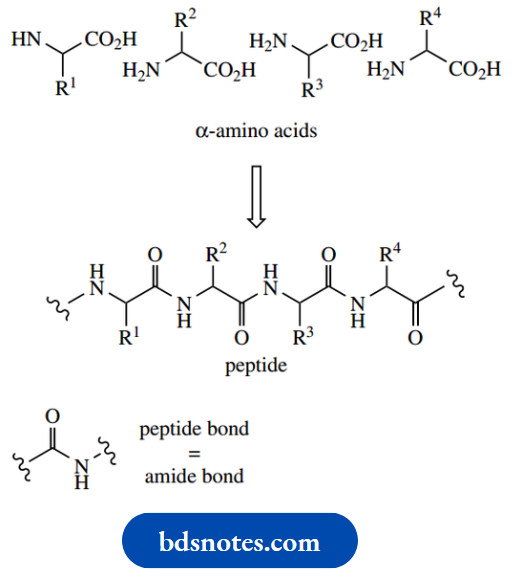 Amino Acids Peptides And Proteins Amino Acids