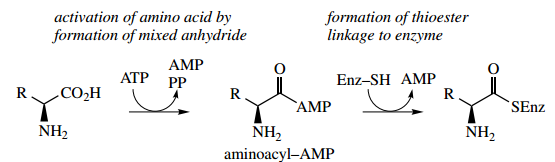Amino Acids Peptides And Proteins Amino Non Ribosomal Peptide Biosynthesis