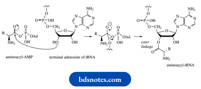Amino Acids Peptides And Proteins Aminoacyl AMP And Terminal Adenosine Of tRNA