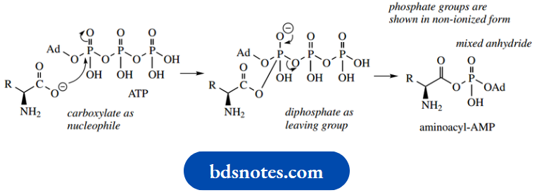 Amino Acids Peptides And Proteins Aminoacyl AMP