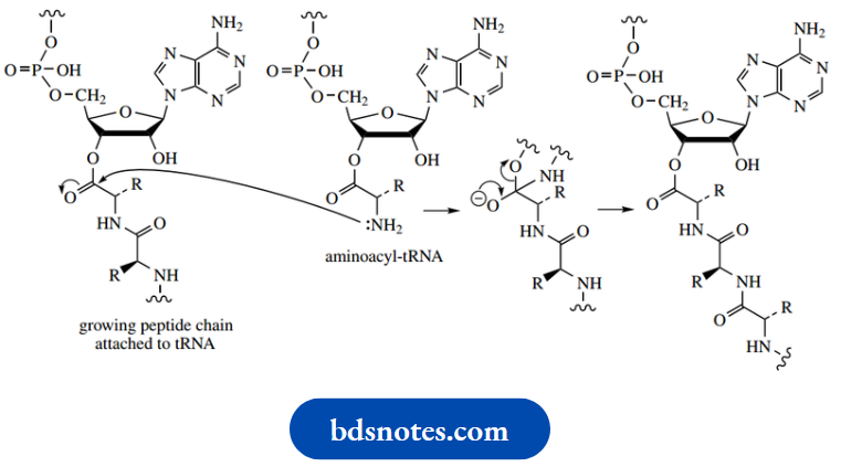 Amino Acids Peptides And Proteins Aminoacyl tRNA