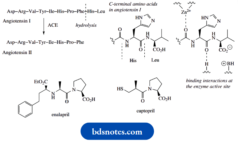 Amino Acids Peptides And Proteins Angiotensin Converting Enzyme