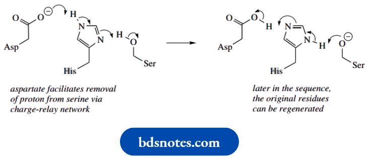 Amino Acids Peptides And Proteins Aspartate Histidine Serine Charge Relay Network