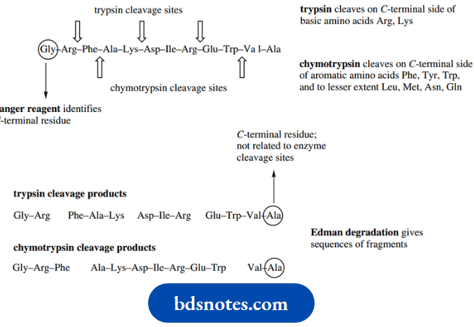 Amino Acids Peptides And Proteins AutomaticAmino Acid Sequencer