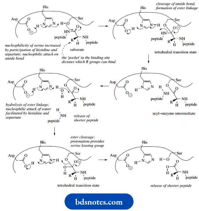 Amino Acids Peptides And Proteins Chymotryspin Mechanism Of Action