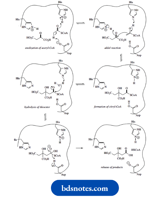Amino Acids Peptides And Proteins Citrate Synthase Mechanism Of Action