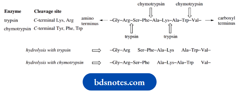 Amino Acids Peptides And Proteins Cleavage Sites For Serine Proteases