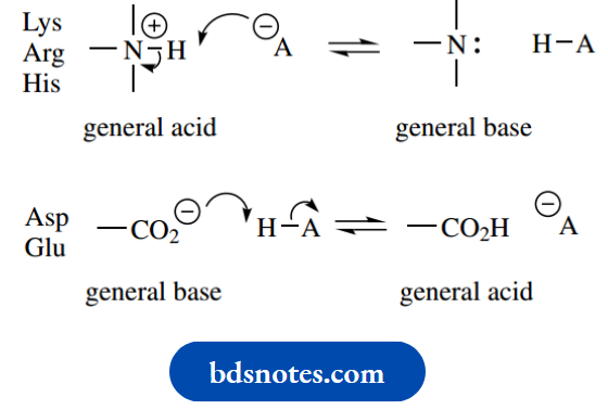 Amino Acids Peptides And Proteins Conjugate Acid And Base