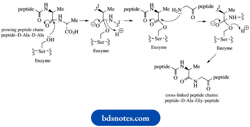 Amino Acids Peptides And Proteins Cross Linking In Peptidoglycan Biosynthesis