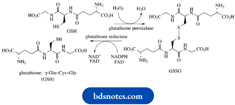 Amino Acids Peptides And Proteins Disulfide Bridge