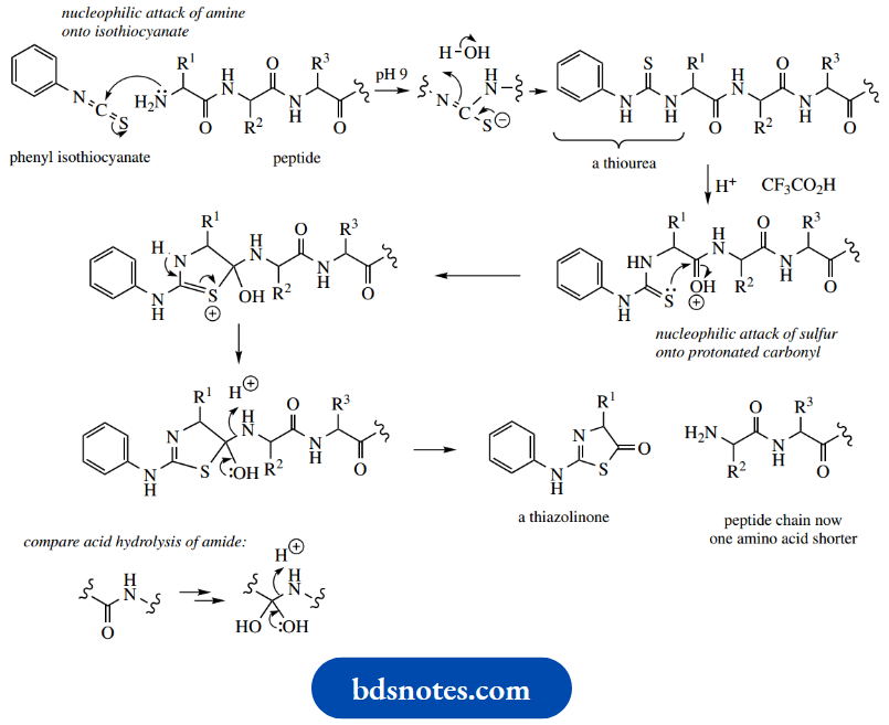 Amino Acids Peptides And Proteins Edman Degradation