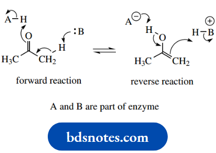 Amino Acids Peptides And Proteins Enzyme Catalyzed Enolization