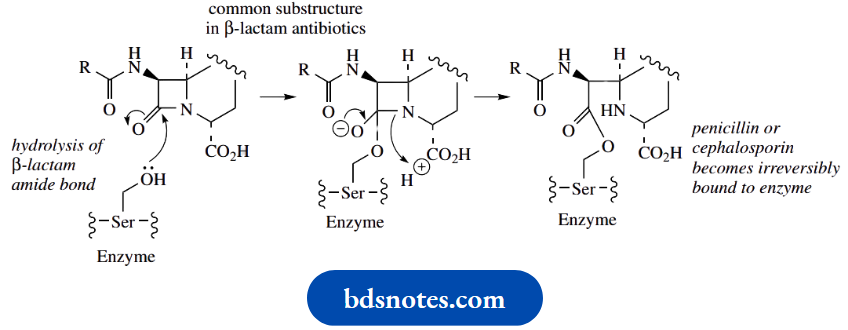 Amino Acids Peptides And Proteins Enzyme Inhibition By β Lactams
