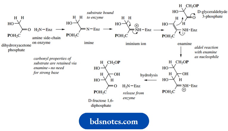 Amino Acids Peptides And Proteins Enzymic Aldol Reaction