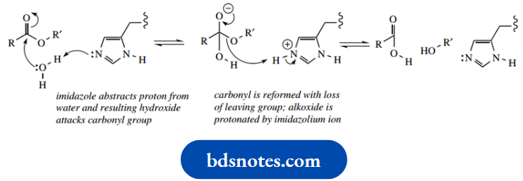 Amino Acids Peptides And Proteins General Base Catalysed Ester Hydrolysis