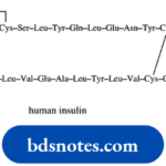 Amino Acids Peptides And Proteins Human Insulin