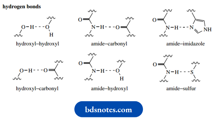 Amino Acids Peptides And Proteins Hydrogen Bonds