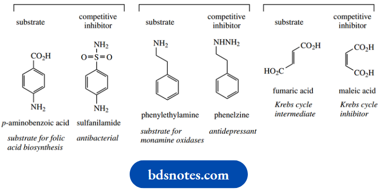 Amino Acids Peptides And Proteins Krebs Cycle
