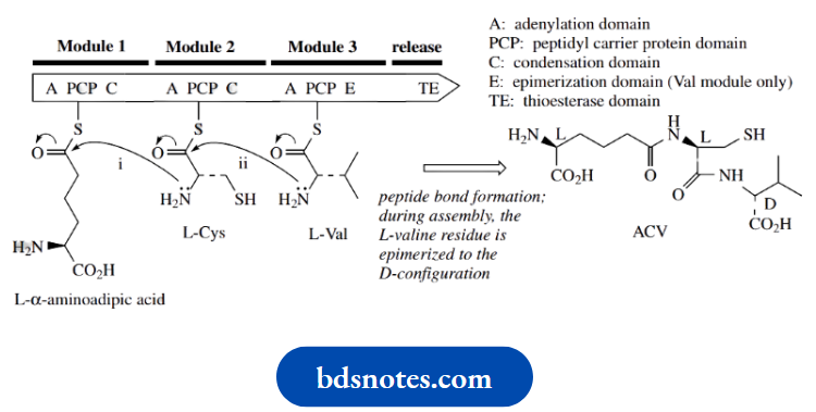 Amino Acids Peptides And Proteins Module Alpha Aminoadipic Acid