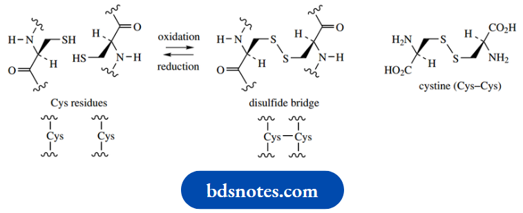 Amino Acids Peptides And Proteins Molecular Shape Of Proteins