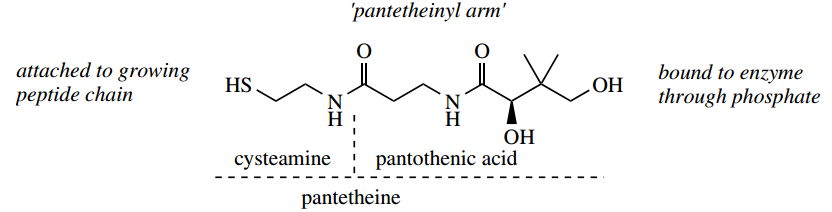 Amino Acids Peptides And Proteins Pantetheinyl Arm