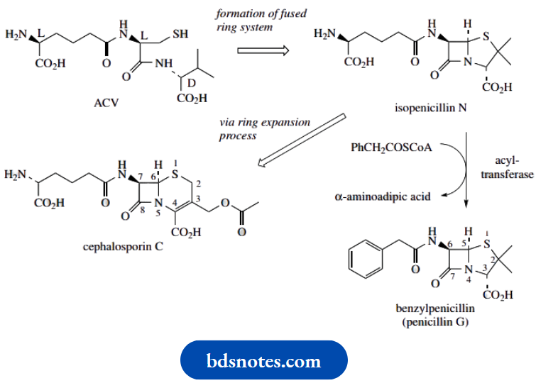 Amino Acids Peptides And Proteins Penicillin And Cephalosporin