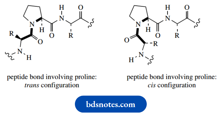 Amino Acids Peptides And Proteins Peptide Bond Involving Proline Trans And Cis