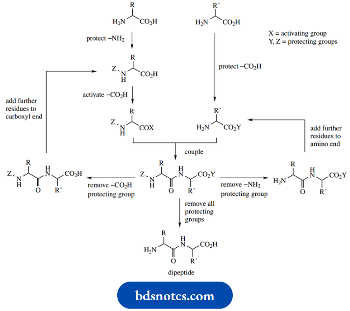 Amino Acids Peptides And Proteins Peptide Synthesis
